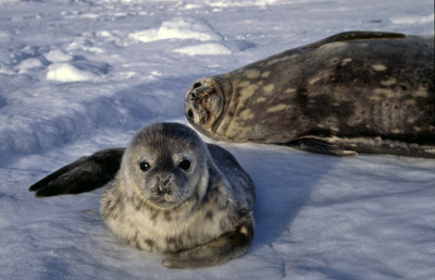 Weddell Seal, mother and pup