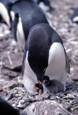 Adelie penguin