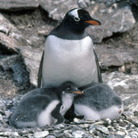 Gentoo penguin