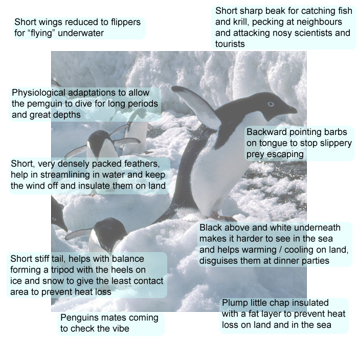 Penguins, facts and photos