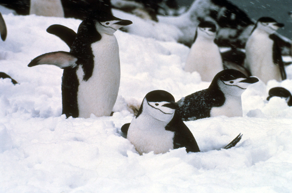 How Chinstrap Penguins Survive in the Antarctic