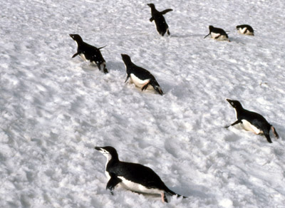 Adelie penguin