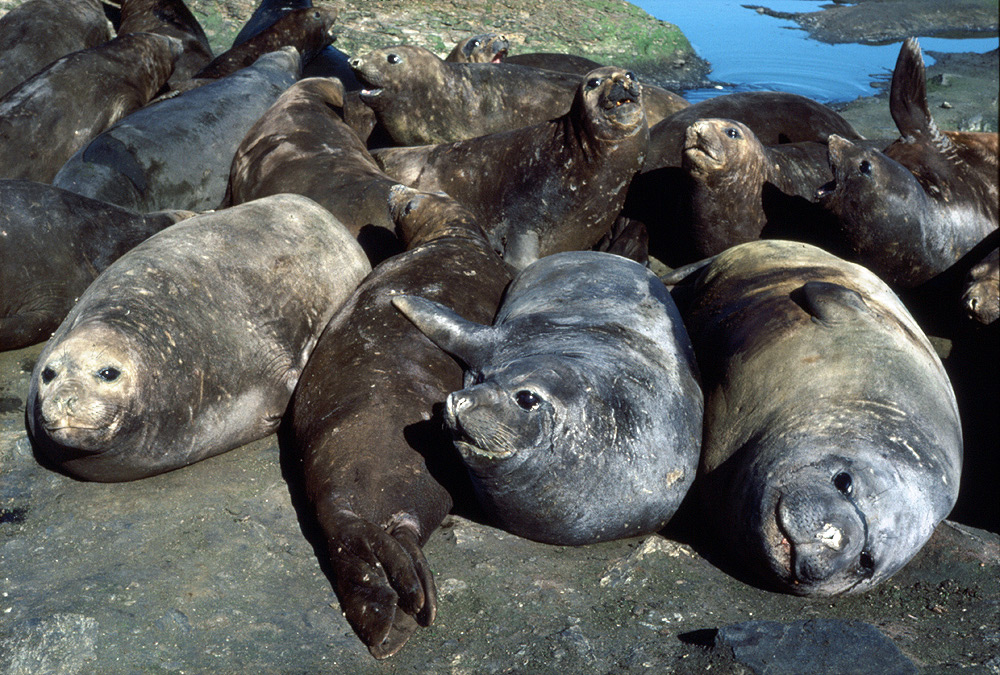Southern Elephant Seals - Mirounga leonina - Antarctica fact file
