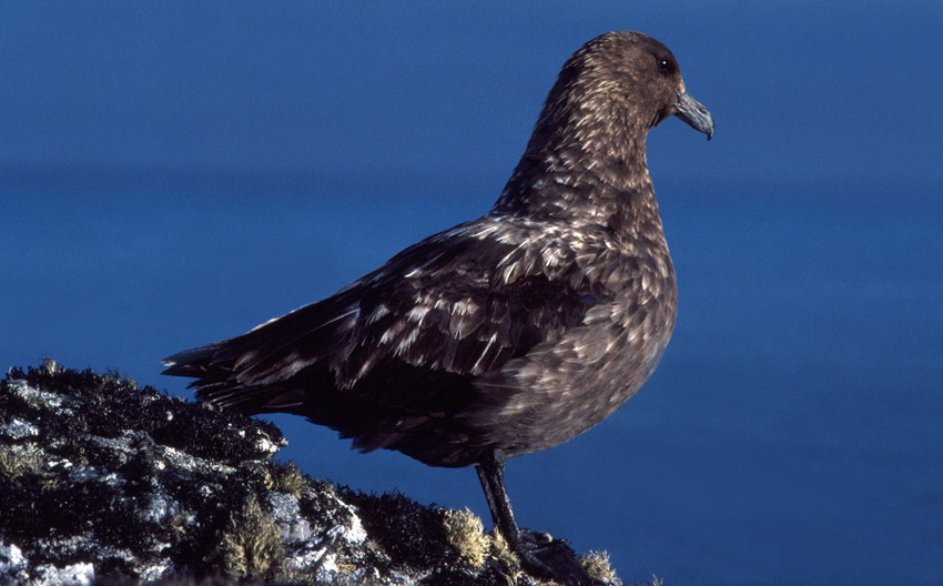 Antarctic or South Polar Skua