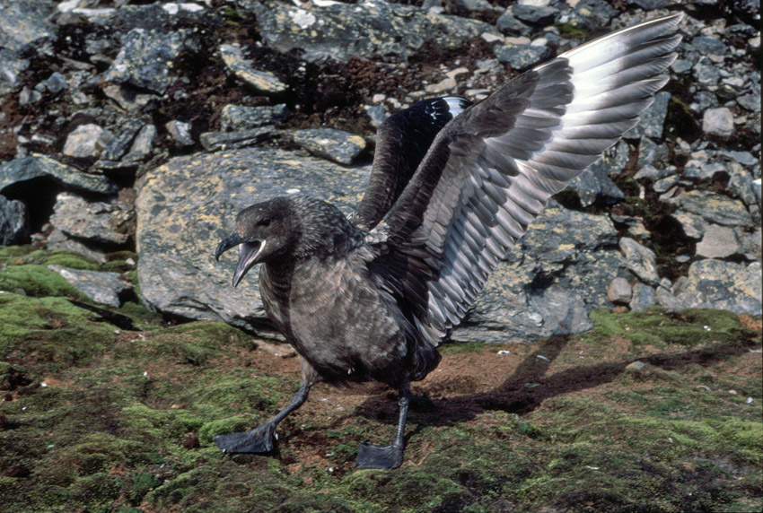 Antarctic or South Polar Skua