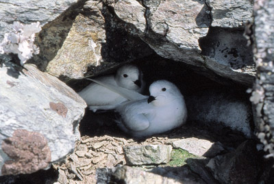 Snow petrels in nesting hole