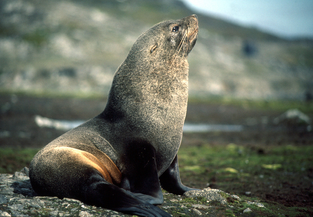 Southern fur seals, Arctocephalus gazella- Antarctic fur seal