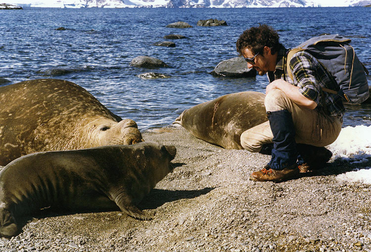 Southern Elephant Seals Mirounga Leonina Antarctica Fact File