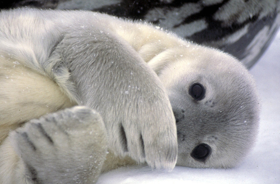 Weddell Seal, mother and pup