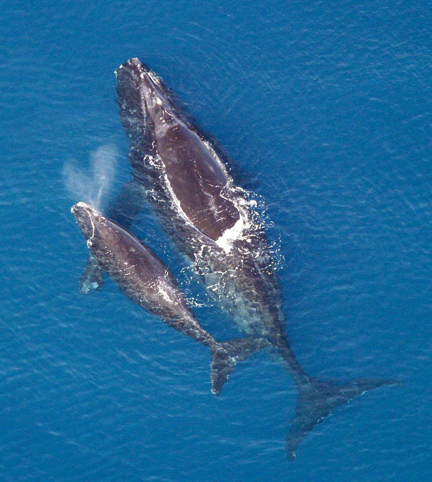 Southern right whale