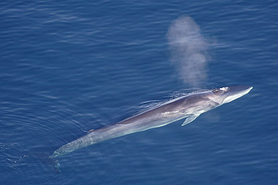 Fin whale - Greenland