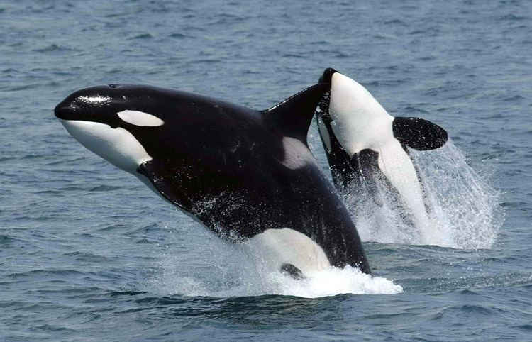 Killer whale and calf, spyhopping