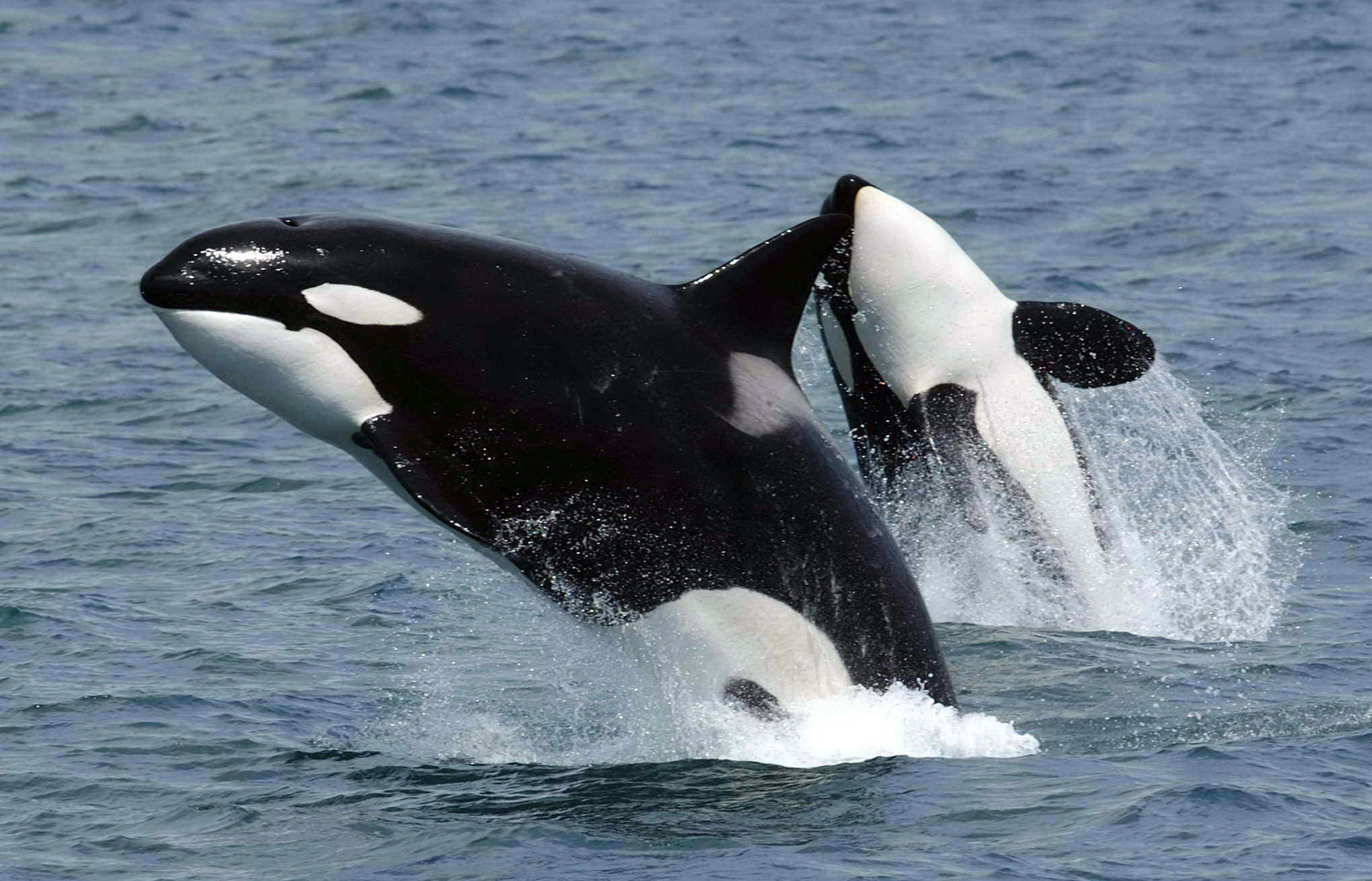 Orcas / Killer Whale Facts and Adaptations - Orcinus orca in Antarctica