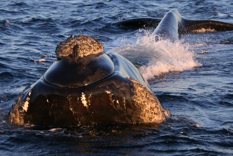 Southern right whale