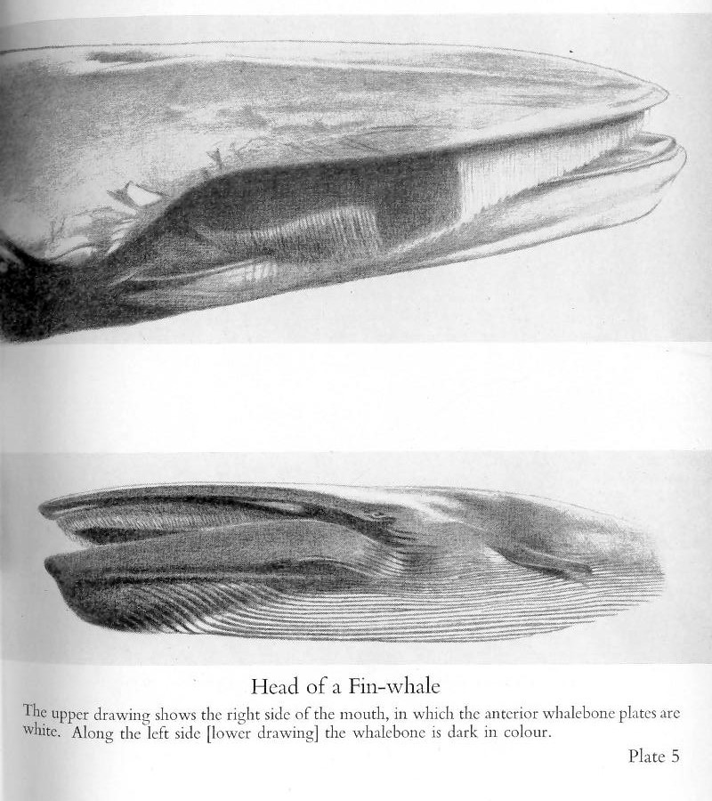 Fin whale