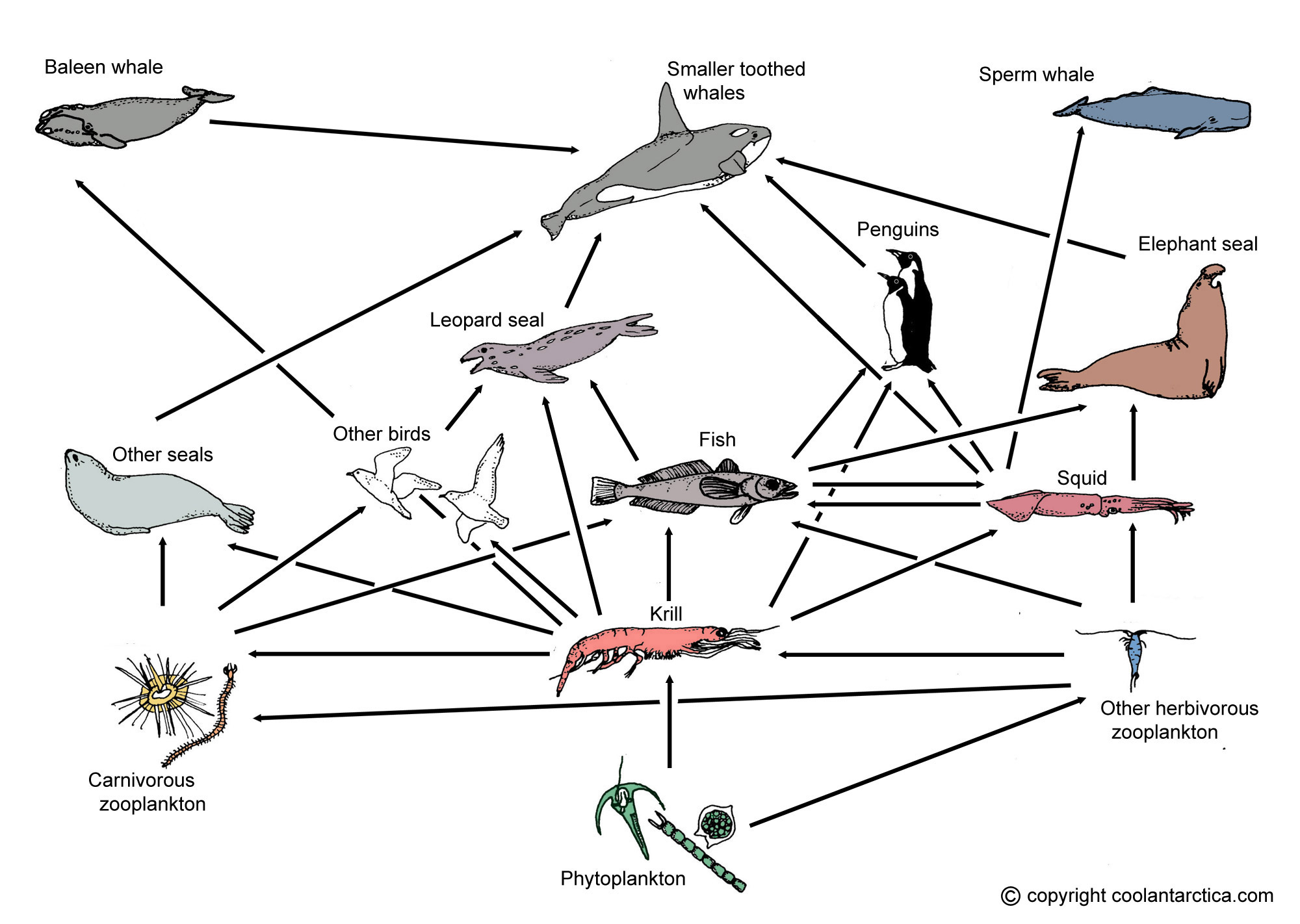 Antarctic food web and food chains In Food Web Worksheet Answer Key
