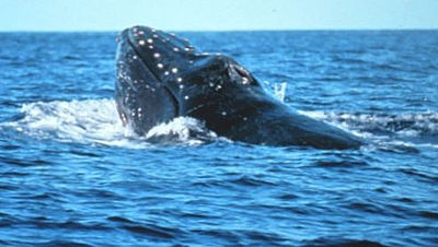 Migrating humpback whale, picture courtesy NOAA