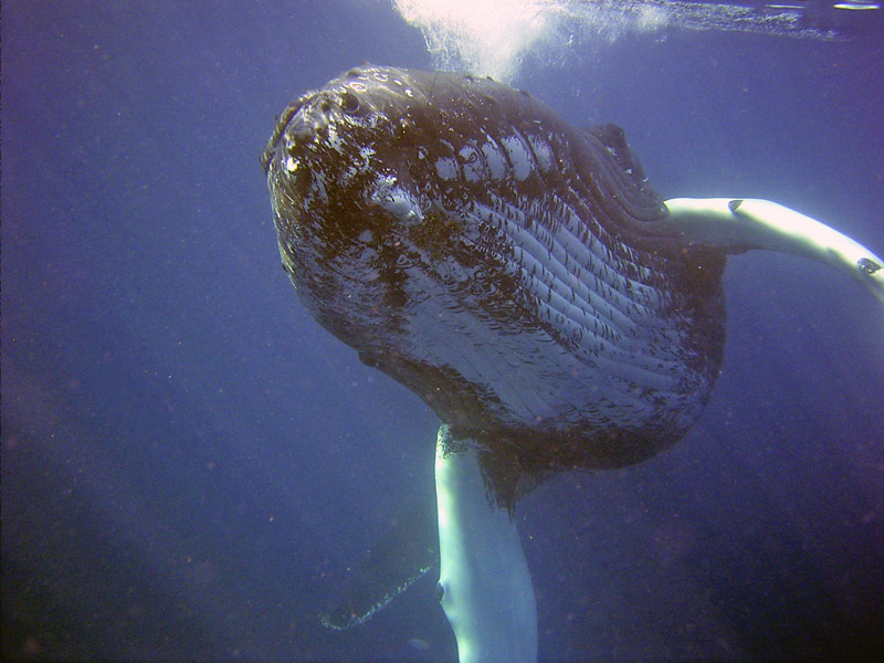 Humpback whale underwater