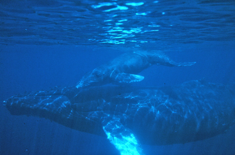 Humpback whale underwater