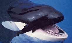 Juvenile Orca shows gnashers