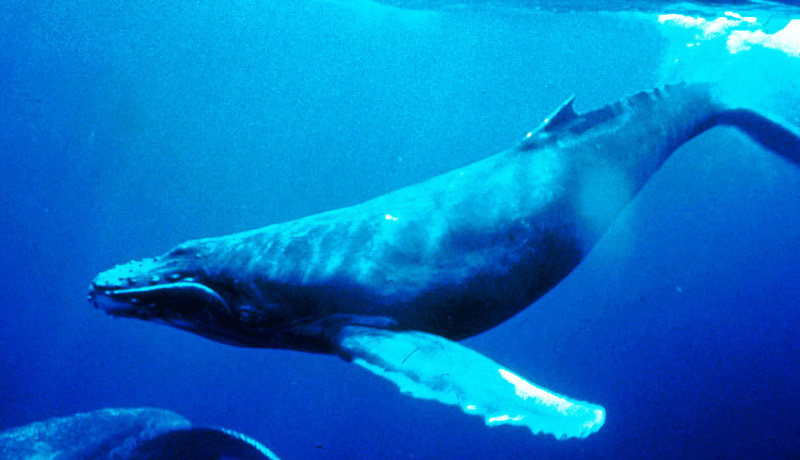 Humpback whale underwater