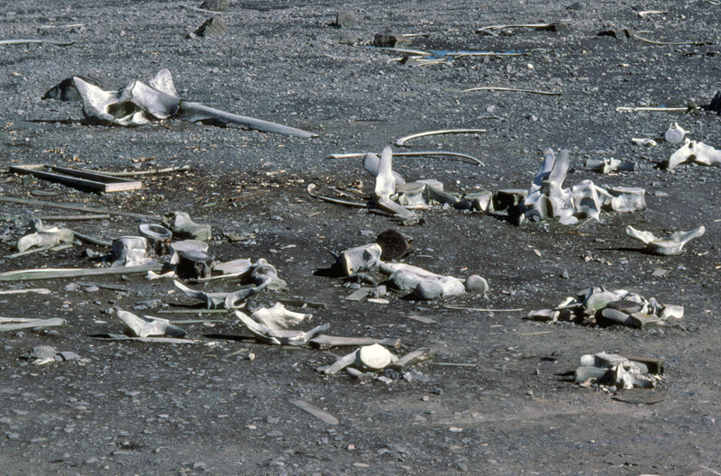 whale graveyard, Signy Island, Antarctica