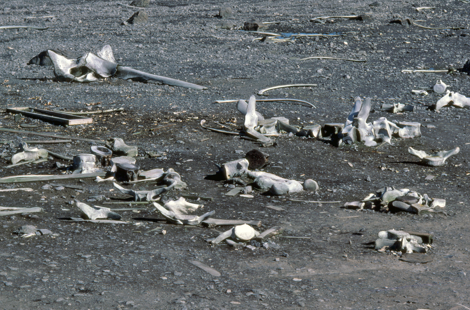 Fleet of whaling chase vessels at Leith Harbour - South Georgia. Photo courtesy NOAA