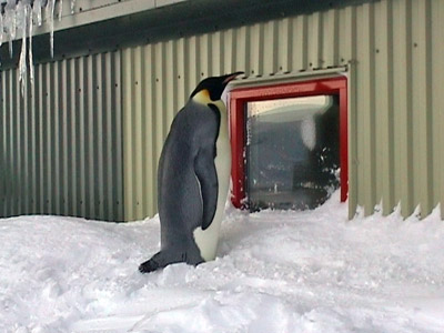 Curious Billy - The Emperor Penguin