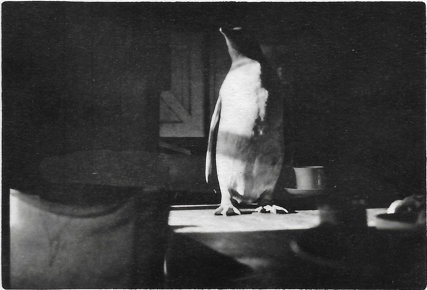 Penguin in Hut 1950 Admiralty Bay