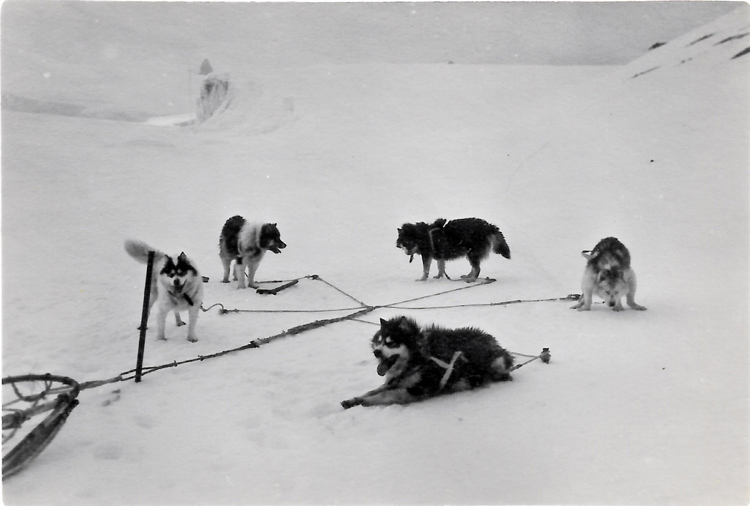 Taking dogs to Camp Glacier to measure the bay ice thickness - 4 ft 9 inches! Oct 1950