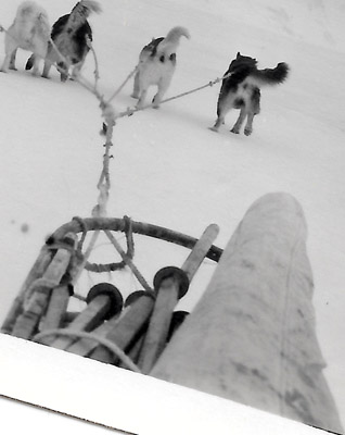 Taking dogs to Camp Glacier to measure the bay ice thickness - 4 ft 9 inches! Oct 1951