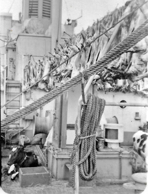 Sheep and cows aboard John Biscoe 1950