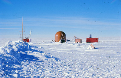 Adelie penguin