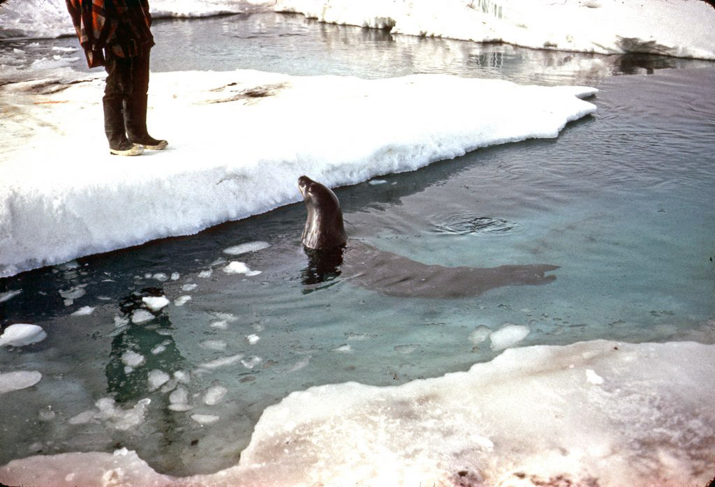 DF63 Weddell seal studying a USARP scientist 