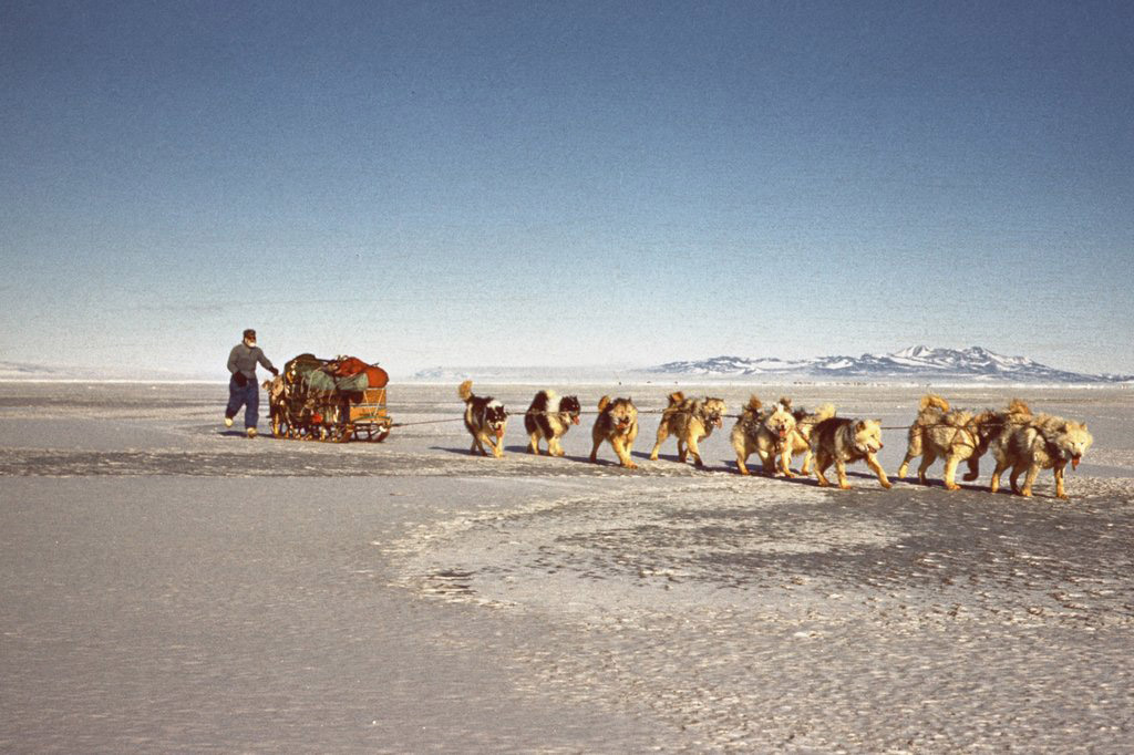 Dog team and sledge winter 1963