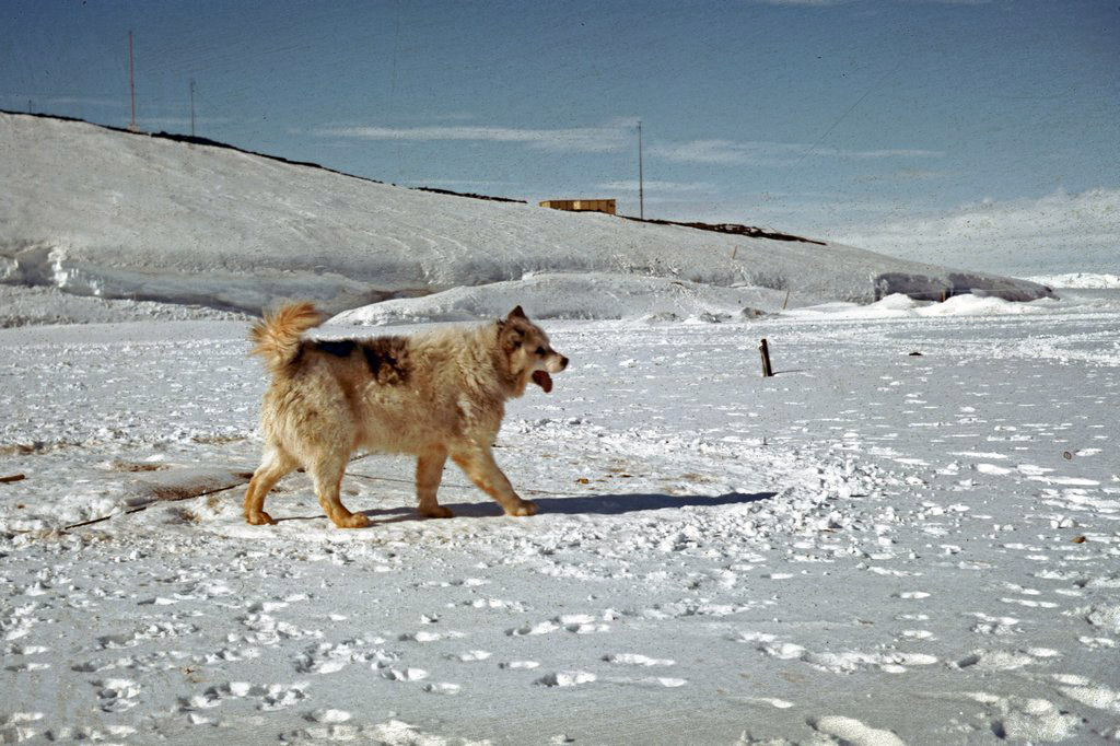 Sled Dog - McMurdo 1963