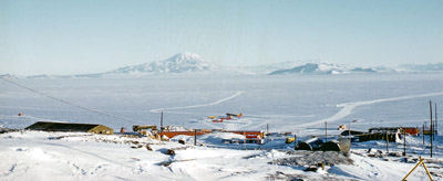 Adelie penguin