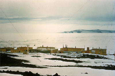 Adelie penguin