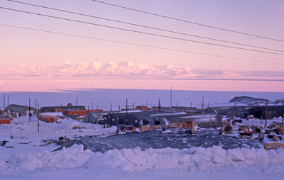 Adelie penguin