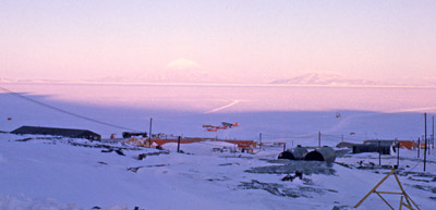 Adelie penguin