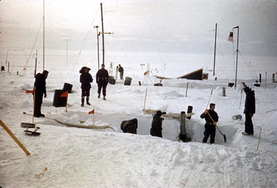 Adelie penguin