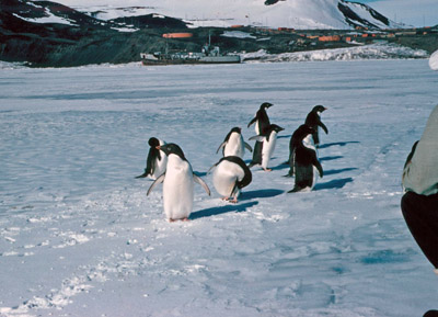 Adelie penguins near McMurdo