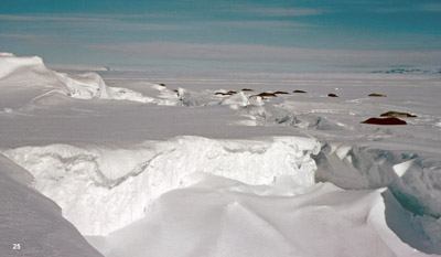 Weddell seals sunning themselves near tidal cracks near McMurdo