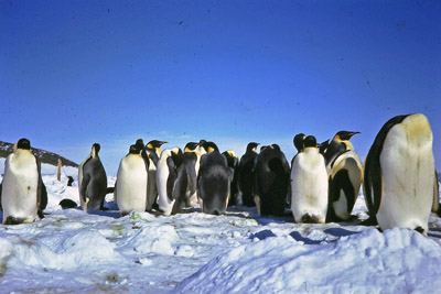 Adelie penguin