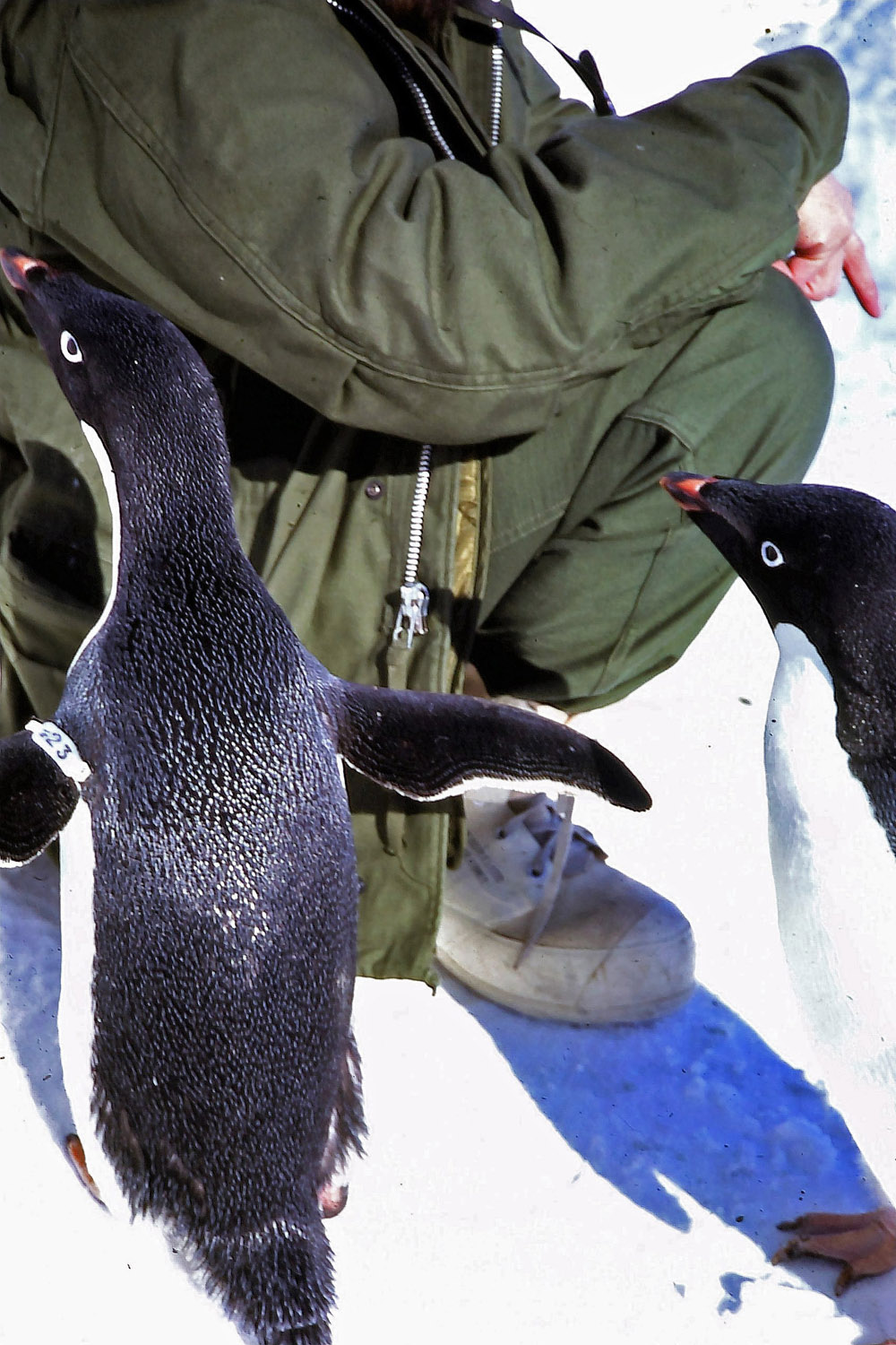 The friendly and inquisitive (but smelly) Adelie penguins