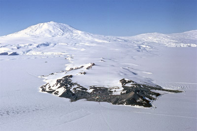 Adelie penguin