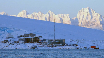 Adelie penguin