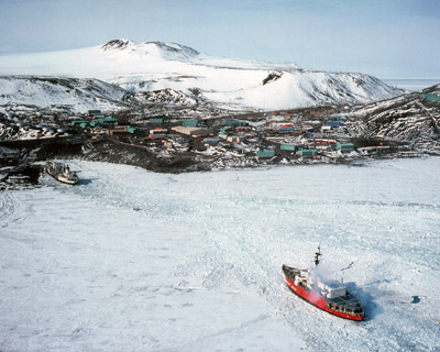 Adelie penguin