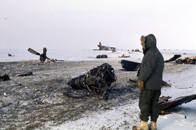 Adelie penguin