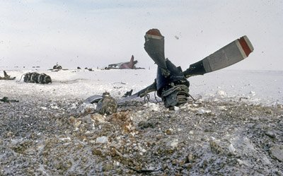 Adelie penguin